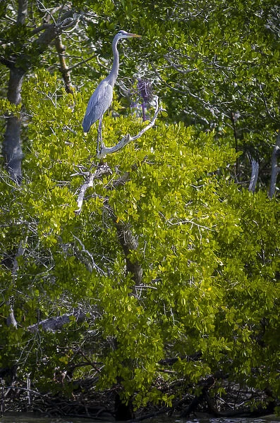 USA, Florida, Naples. Great Blue Heron (Ardea herodias) perched in mangroves of Rookery Bay
