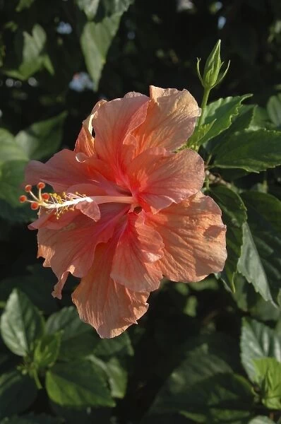 USA; Florida; New Smyrna Beach; close-up of peach Hibiscus