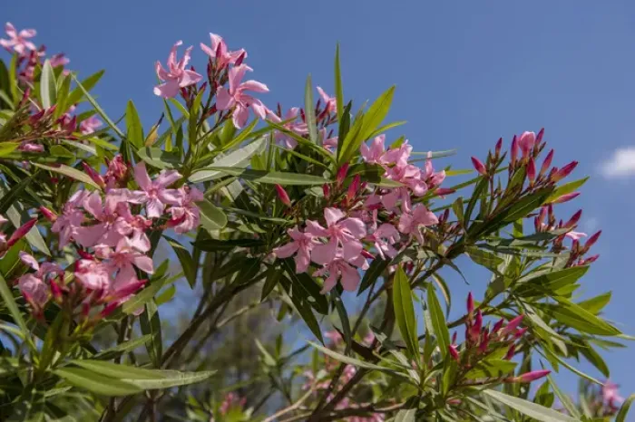 Framed Print : USA, Florida, New Smyrna Beach, Oleander Framed Print : USA, Florida, New Smyrna Beach, Oleander