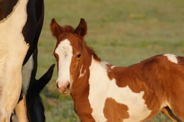 Framed Print : USA, Florida, Newborn Paint filly