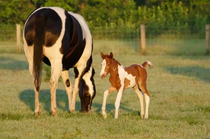 Framed Print : USA, Florida, Newborn Paint filly
