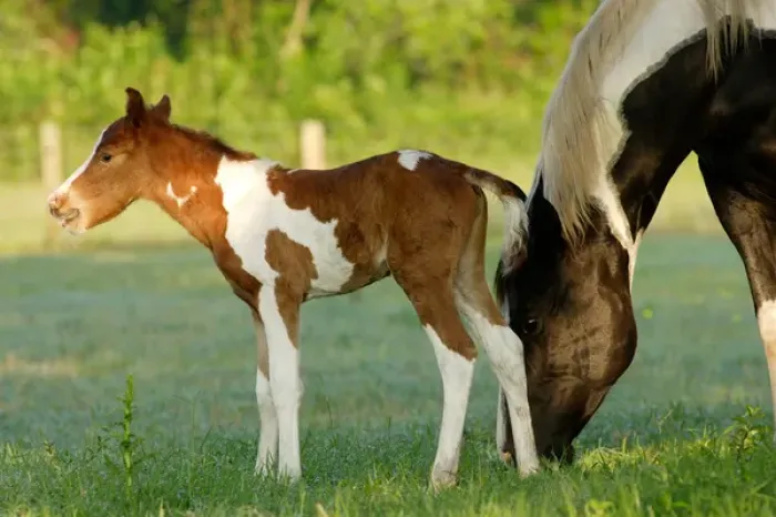 Framed Print : USA, Florida, Newborn Paint filly Framed Print : USA, Florida, Newborn Paint filly