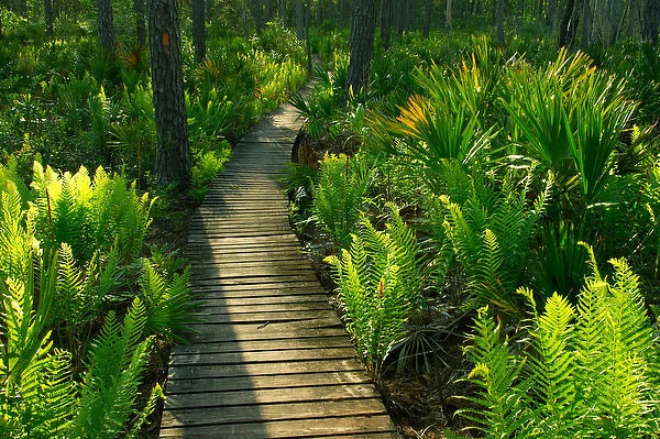 USA, Florida, Ocala National Forest, Trail boardwalk, Alexander Springs to Clearwater