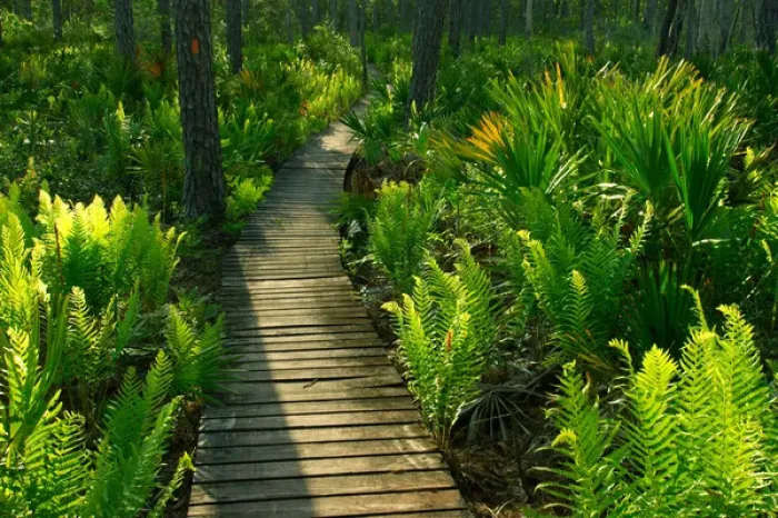 Framed Print : USA, Florida, Ocala National Forest, Trail boardwalk, Alexander Springs to Clearwater