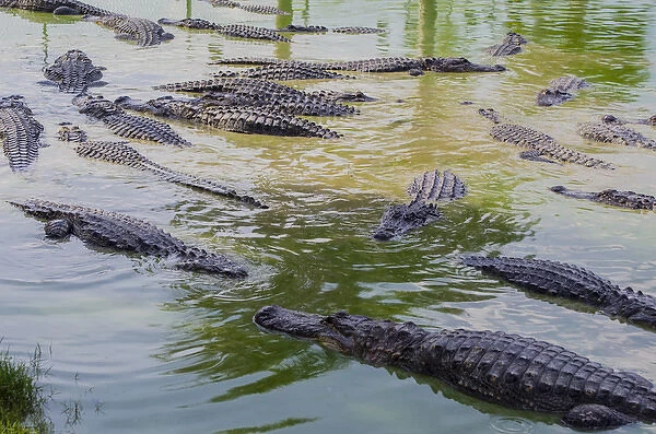 USA, Florida, Ochopee. Southern Florida Alligator Farm