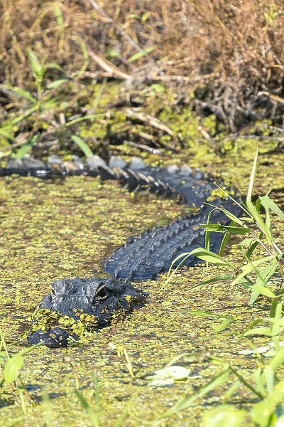 USA, Florida, Orange City, St. John River, alligator