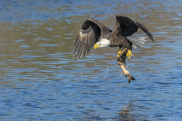 USA, Florida, Orange City, St. John River, eagle catching fish