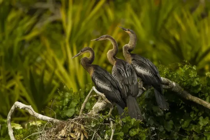 Framed Print : USA, Florida, Orange County, Gatorland. Three anhinga chicks on tree limb. Credit as Framed Print : USA, Florida, Orange County, Gatorland. Three anhinga chicks on tree limb. Credit as
