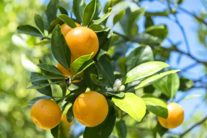 Framed Print : USA, Florida, detail of orange tree