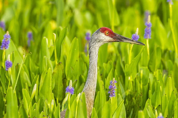 USA, Florida, Orlando Wetlands Park. Sandhill crane adult in blooming pickerel weed