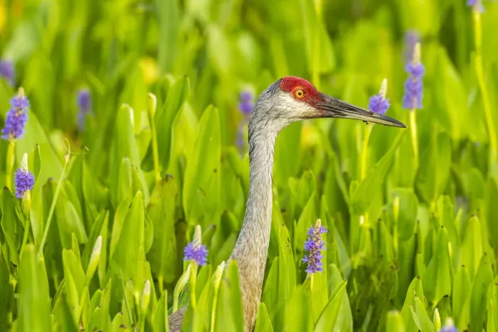 Framed Print : USA, Florida, Orlando Wetlands Park. Sandhill crane adult in blooming pickerel weed