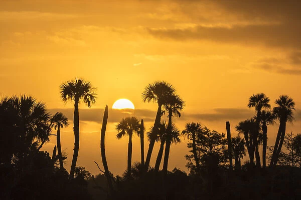 USA, Florida, Orlando Wetlands Park. Palm trees silhouetted at sunrise