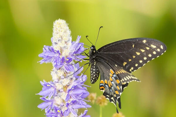 USA, Florida, Orlando Wetlands Park. Eastern black swallowtail butterfly on flower