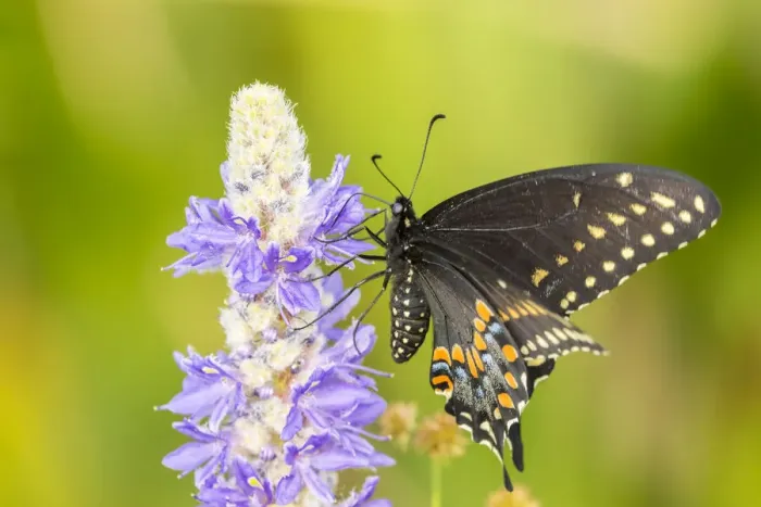 Framed Print : USA, Florida, Orlando Wetlands Park. Eastern black swallowtail butterfly on flower