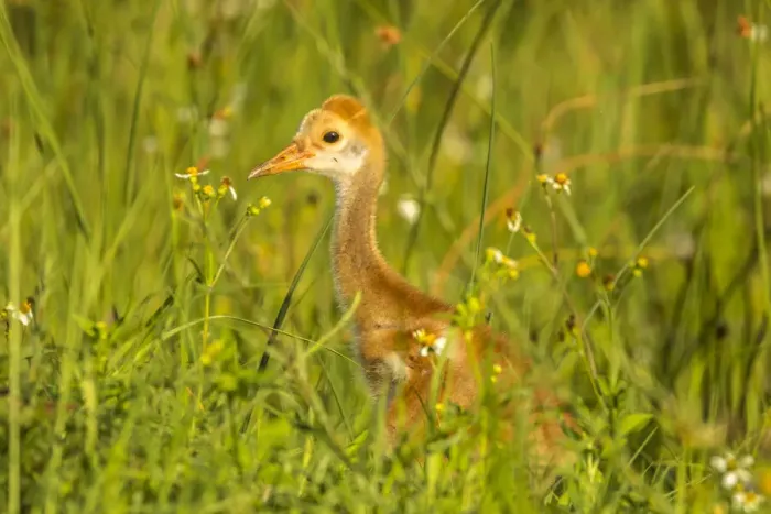 Framed Print : USA, Florida, Orlando Wetlands Park. Sandhill crane colt close-up Framed Print : USA, Florida, Orlando Wetlands Park. Sandhill crane colt close-up