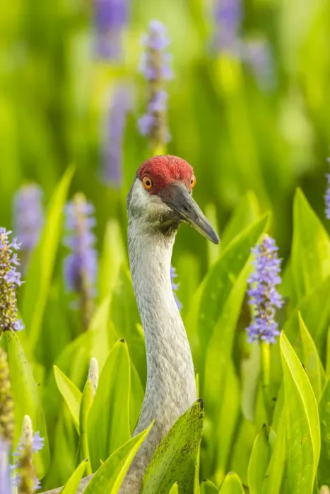 Framed Print : USA, Florida, Orlando Wetlands Park. Sandhill crane adult in blooming pickerel weed