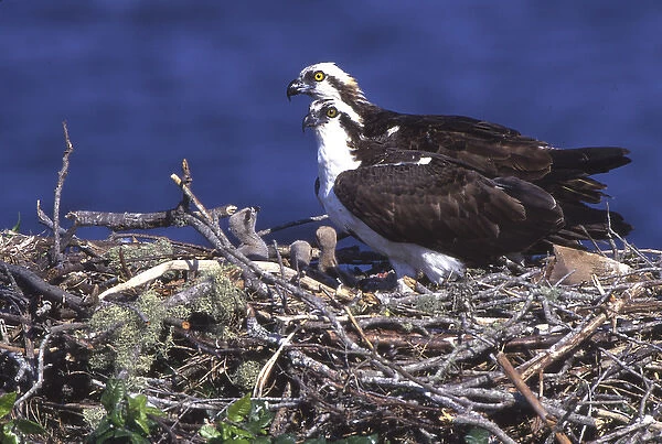 USA, Florida. Osprey and chicks in nest at Blue Cypress Lake