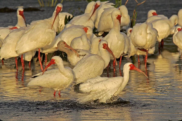 USA, Florida, Palm Beach County. White ibis flock preening and bathing in breeding colors