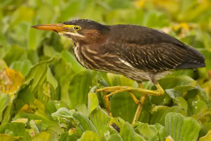 Framed Print : USA, Florida, Palm Beach County. Close-up of juvenile green heron Framed Print : USA, Florida, Palm Beach County. Close-up of juvenile green heron