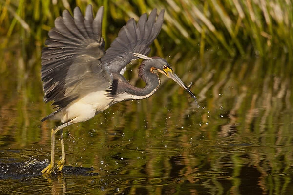 USA, Florida, Palm Beach County. Tri-colored heron capturing lunch