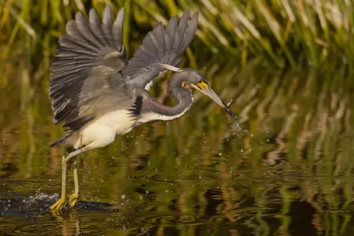 Framed Print : USA, Florida, Palm Beach County. Tri-colored heron capturing lunch