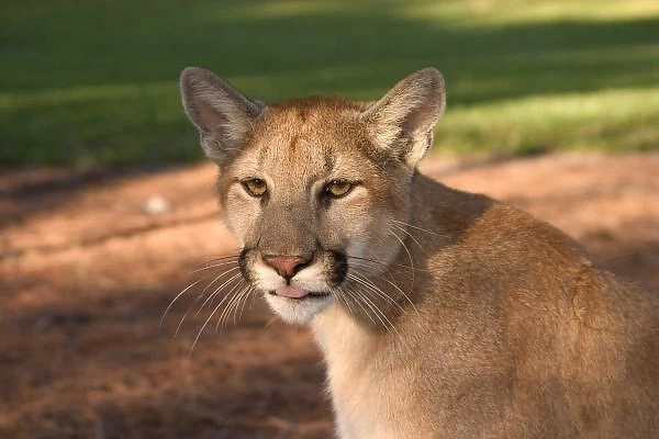 USA, Florida panther (Felis concolor) is also known as puma or cougar. Captive