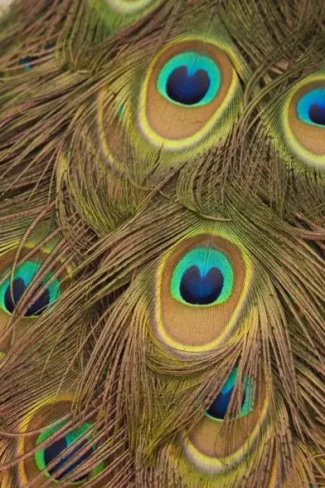 Framed Print : USA; Florida; Pensacola. Close up of peacock feathers Framed Print : USA; Florida; Pensacola. Close up of peacock feathers