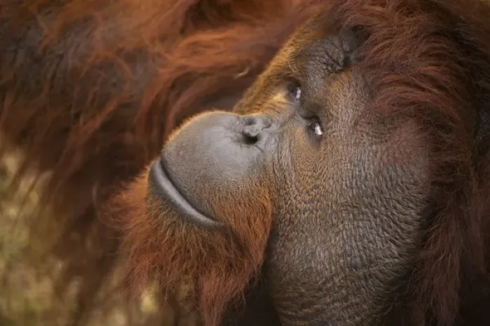 Framed Print : USA; Florida; Pensacola. Male orangutan at zoo