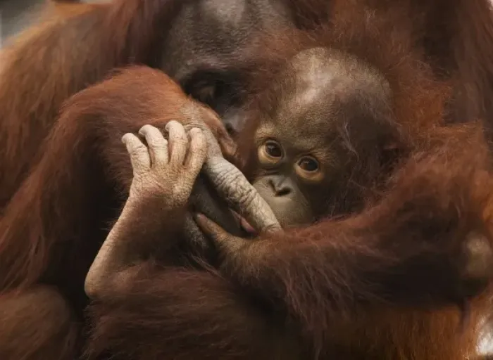 Framed Print : USA; Florida; Pensacola. Mother and baby orangutan at zoo Framed Print : USA; Florida; Pensacola. Mother and baby orangutan at zoo