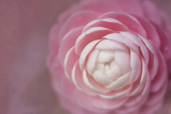 USA, Florida. Pink camellia close-up. Credit as: Kathleen Clemons  /  Jaynes Gallery  /  DanitaDelimont