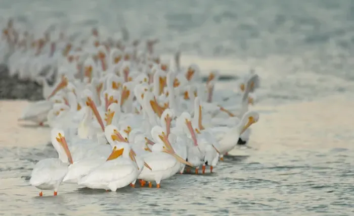 Framed Print : USA, Florida, Placida. Flock of white pelicans on sandbar