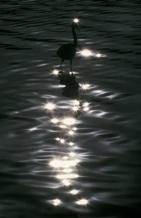 Framed Print : USA, Florida, Placido. Great blue heron wades amid sparkling highlights in water Framed Print : USA, Florida, Placido. Great blue heron wades amid sparkling highlights in water