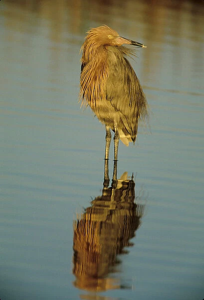 USA, Florida. Reddish egret reflects in water while hunting