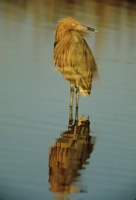 Framed Print : USA, Florida. Reddish egret reflects in water while hunting Framed Print : USA, Florida. Reddish egret reflects in water while hunting