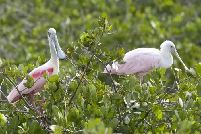 Framed Print : USA - Florida - Roseate Spoonbill at Merritt Island National Wildlife Refuge Framed Print : USA - Florida - Roseate Spoonbill at Merritt Island National Wildlife Refuge