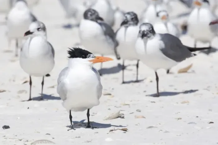 Framed Print : USA - Florida - Royal Tern on beach Framed Print : USA - Florida - Royal Tern on beach
