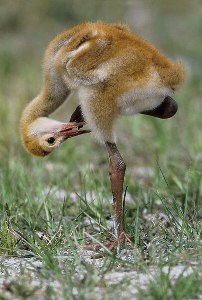 USA, Florida. Sandhill crane chick stands on one leg while preening feathers. Credit as