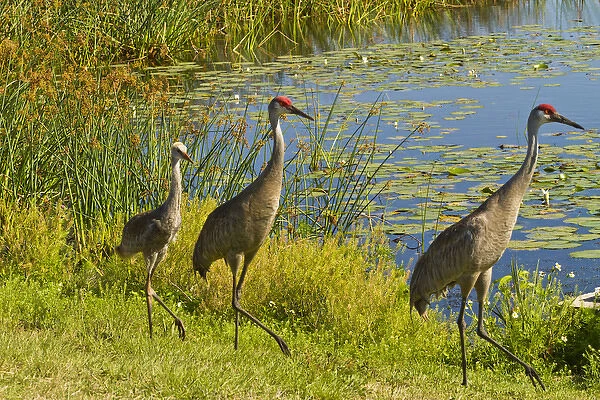 USA, Florida. Sandhill crane parents and young