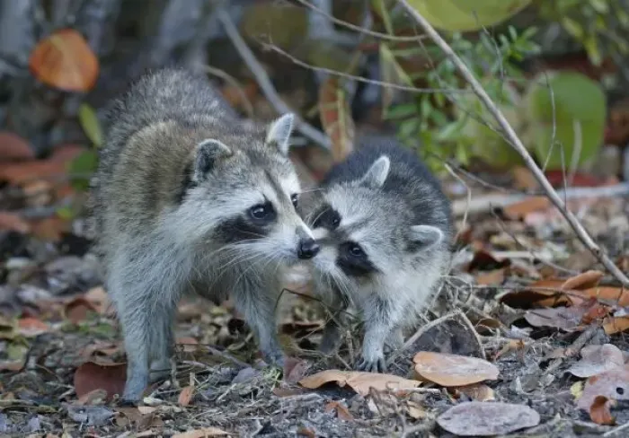 Framed Print : USA, Florida, Sanibel, Ding Darling National Wildlife Refuge. Young raccoon kissing adult