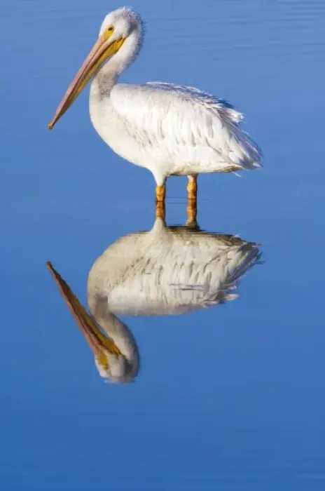 Framed Print : USA, Florida, Sanibel, Ding Darling NWR, White Pelican (Pelecanus erythrorhynchos)