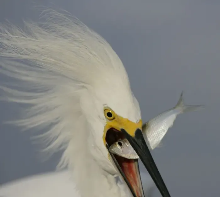 Framed Print : USA, Florida, Sanibel. Head close-up of snowy egret swallowing baitfish. Credit as Framed Print : USA, Florida, Sanibel. Head close-up of snowy egret swallowing baitfish. Credit as