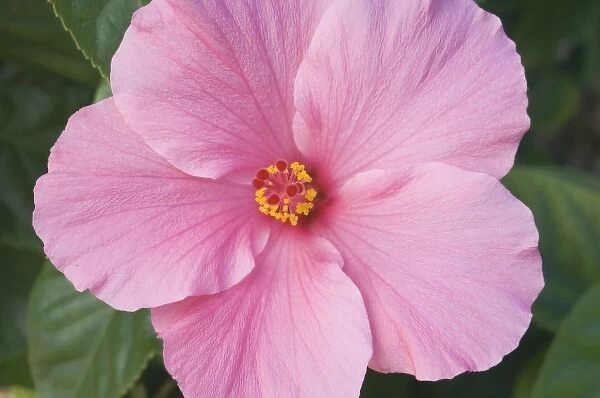 USA, Florida, Sanibel, Hibiscus (Rose of Sharon)