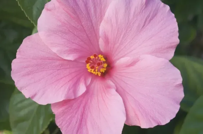 Framed Print : USA, Florida, Sanibel, Hibiscus (Rose of Sharon) Framed Print : USA, Florida, Sanibel, Hibiscus (Rose of Sharon)