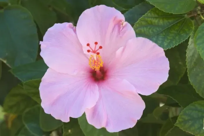 Framed Print : USA, Florida, Sanibel, Hibiscus (Rose of Sharon) Framed Print : USA, Florida, Sanibel, Hibiscus (Rose of Sharon)
