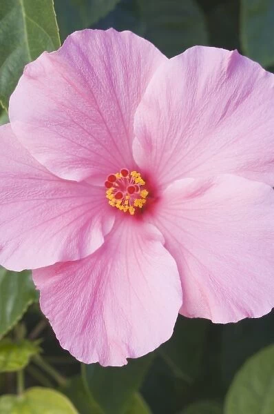 USA, Florida, Sanibel, Hibiscus (Rose of Sharon)