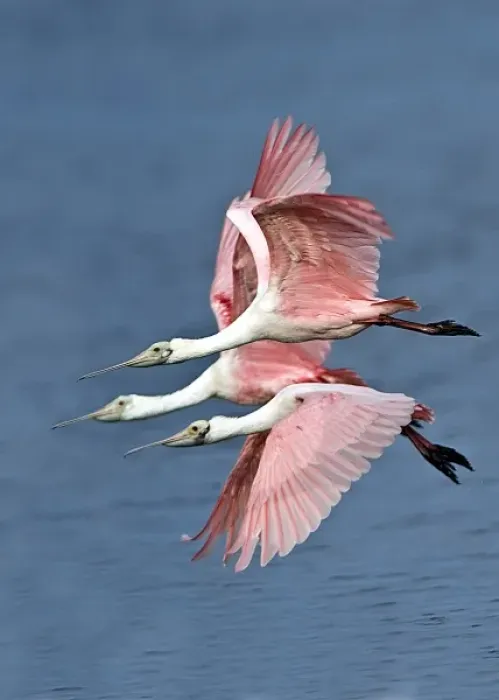 Framed Print : USA, Florida, Sanibel Island, Florida, Ding Darling NWR, Three Roseate Spoonbills Framed Print : USA, Florida, Sanibel Island, Florida, Ding Darling NWR, Three Roseate Spoonbills