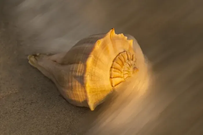 Framed Print : USA, Florida, Sanibel Island. Lightning whelk shell on beach sand Framed Print : USA, Florida, Sanibel Island. Lightning whelk shell on beach sand