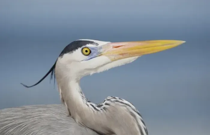 Framed Print : USA, Florida, Sanibel. Portrait of great blue heron in breeding plumage Framed Print : USA, Florida, Sanibel. Portrait of great blue heron in breeding plumage