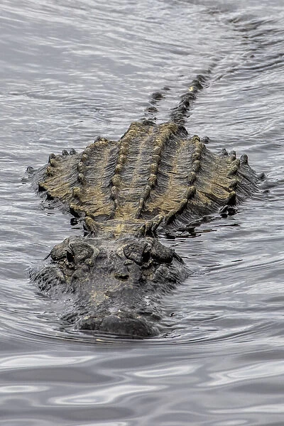 USA, Florida, Sarasota, An Alligator at Myakka River State Park