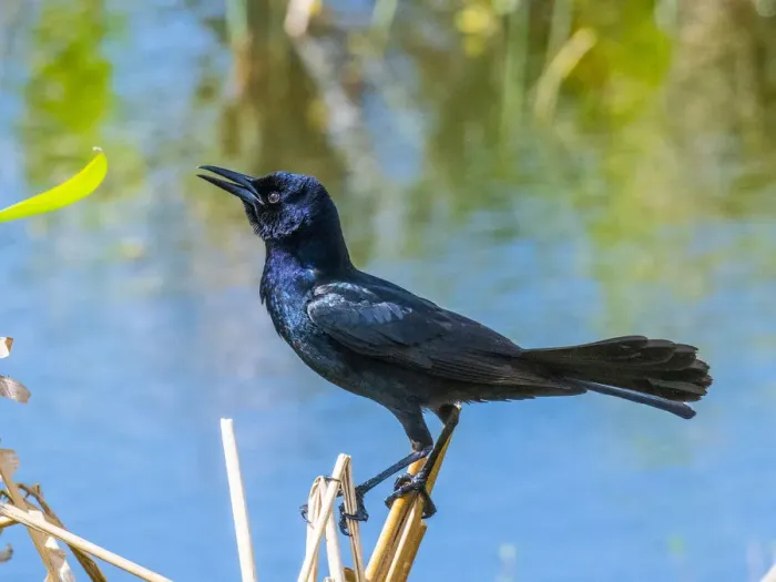 Framed Print : USA, Florida, Sarasota, Boat-tailed Grackle Framed Print : USA, Florida, Sarasota, Boat-tailed Grackle